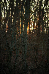 Obraz premium Autumn trees in the forest , sunlights through the branches,morning in the woodlands,autumn season.Landscape with woods,branches and sun,fall colors on the picture,morning in forest