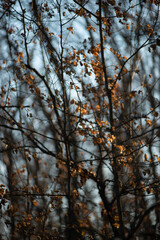 Obraz premium Autumn trees in the forest , sunlights through the branches,morning in the woodlands,autumn season.Landscape with woods,branches and sun,fall colors on the picture,morning in forest