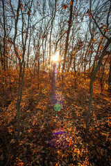 Obraz premium Beautiful nature landscape , sunlight through the trees .Autumn woodlands,yellow and orange colors ,woodlands at morning.Colorful autumn.Branches and trees.Forest landscape , Sunny day and naure photo