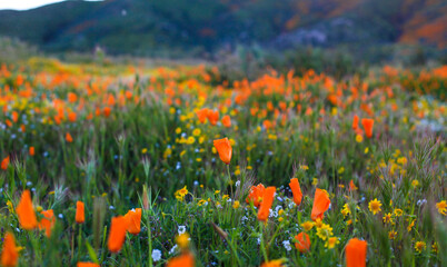 Field of Poppies