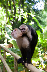 Mother capuchin monkey carrying baby across a ledge