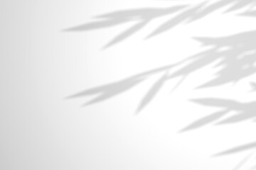 Willow branch shadow. Tree leaves shadow overlay. Sunlight trough the leaves. Nature organic shadow. Blurred Leaf shadow and light on wall background. 3d rendering