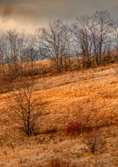 Fototapeta premium A lot of reed and grass in the orange colors, autumn nature , beautiful sky with clouds, landscape photo with trees and grass, hills and woodlands.Nature at the fall season 
