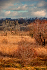 A lot of reed and grass in the orange colors, autumn nature , beautiful sky with clouds, landscape photo with trees and grass, hills and woodlands.Nature at the fall season 