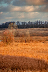 Fototapeta premium A lot of reed and grass in the orange colors, autumn nature , beautiful sky with clouds, landscape photo with trees and grass, hills and woodlands.Nature at the fall season 