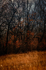 Fototapeta premium A lot of reed and grass in the orange colors, autumn nature , beautiful sky with clouds, landscape photo with trees and grass, hills and woodlands.Nature at the fall season 