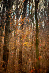 Fototapeta premium Beautiful landscape in the autumn forest , yellow and orange leaves, trees with no leaves.November mood in the forest,woodlands in the fall colors, green moss on trees ,beautiful nature in fall season