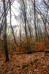 Beautiful landscape in the autumn forest , yellow and orange leaves, trees with no leaves.November mood in the forest,woodlands in the fall colors, green moss on trees ,beautiful nature in fall season