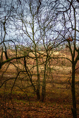 Beautiful landscape in the autumn forest , yellow and orange leaves, trees with no leaves.November mood in the forest,woodlands in the fall colors, green moss on trees ,beautiful nature in fall season