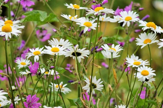 meadow flower cornflower and flowers blooming wild flowers spring time meadow poppies England UK Europe stock, photo, photograph, image, picture, 
