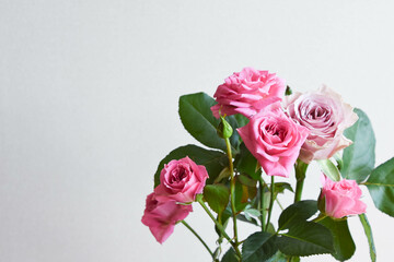 ピンクと紫のばら