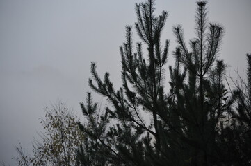 Autumn forest landscape in the morning