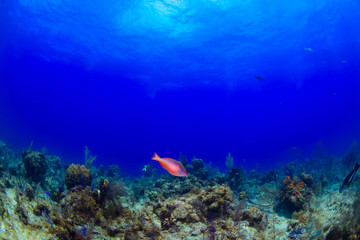 coral reef with fish
