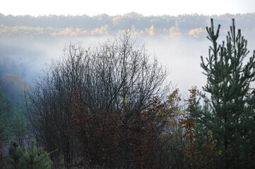 Autumn forest landscape in the morning