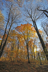 Fototapeta premium Warm autumn day, Indian summer