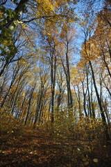 Fototapeta premium Warm autumn day, Indian summer