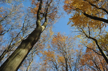 Warm autumn day, Indian summer