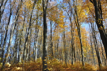 Warm autumn day, Indian summer