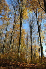 Warm autumn day, Indian summer