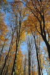 Obraz premium Warm autumn day, Indian summer