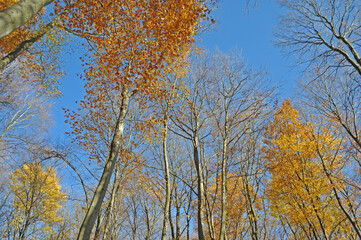 Fototapeta premium Warm autumn day, Indian summer