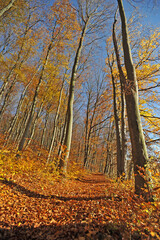 Fototapeta premium Warm autumn day, Indian summer