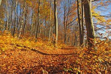 Warm autumn day, Indian summer