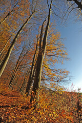 Obraz premium Warm autumn day, Indian summer