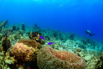coral reef
