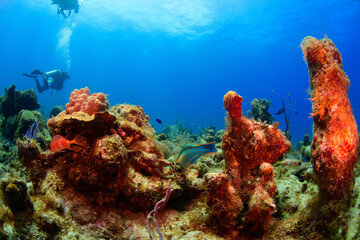 coral reef and diver