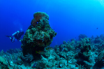 scuba diver and coral reef