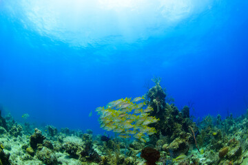 underwater scene with coral reef
