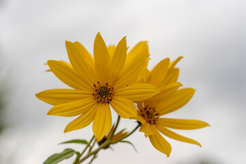 Żółte kwiaty polne - Słonecznik bulwiasty, (Helianthus tuberosus L)?! Kwiaty dzikiej rośliny, która dostarcza pożywienia i korzyści leczniczych. Kwiaty w pierwszych dniach jesieni na tle szarego nieba © Grzegorz