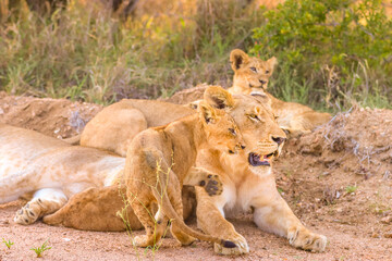 A Lion Cub cuddling with his mother, Kruger Nationalpark, South Africa