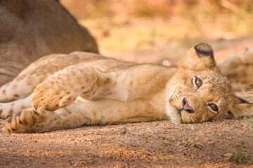 Portrait of a Baby Lion in Kruger Nationalpark, South Africa