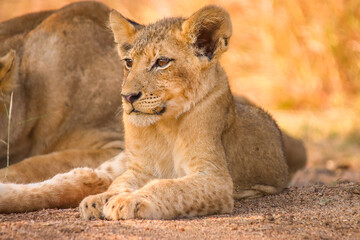 Portrait of a Baby Lion in Kruger Nationalpark, South Africa