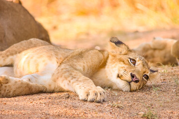 Portrait of a Baby Lion in Kruger Nationalpark, South Africa