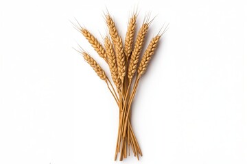 Fototapeta premium Golden wheat stalks arranged on a white background for harvest, agriculture, and organic themes
