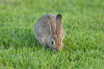 bunny