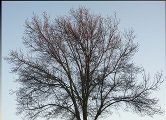 A completely defoliated tree in late fall and winter, with no leaves, showcasing its elegant, parallel scaffolds and branches against a bare backdrop