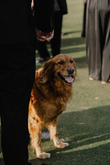 dog panting
