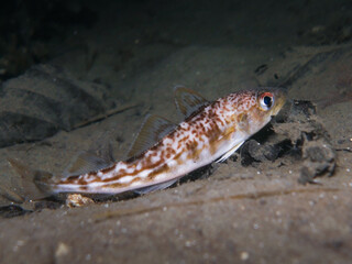 Baby cod from the Norwegian coast