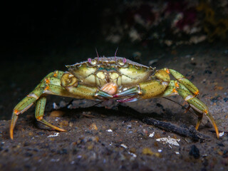 A cool crab from Norway