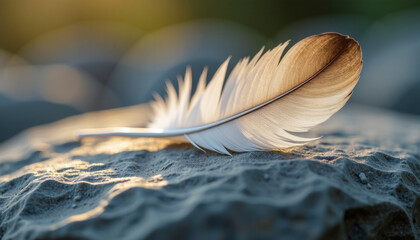 Naklejka premium Delicate Feather on a Stone