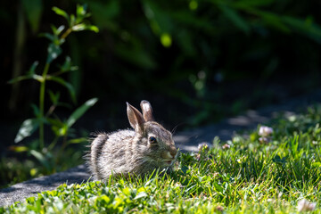 Young baby bunny on the border between lawn and garden on a sunny summer day, very cute wildlife as a nature background
