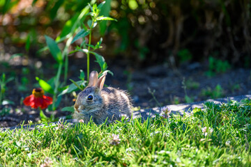 Young baby bunny on the border between lawn and garden on a sunny summer day, very cute wildlife as a nature background

