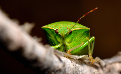 small green bug on a wood