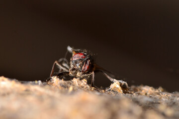 small beetle on a tree