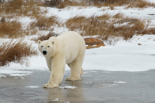 Solitary polar bear walking on the ice of Churchill Manitoba Canada