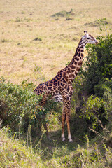 Giraffe feeding in savanna vegetation.